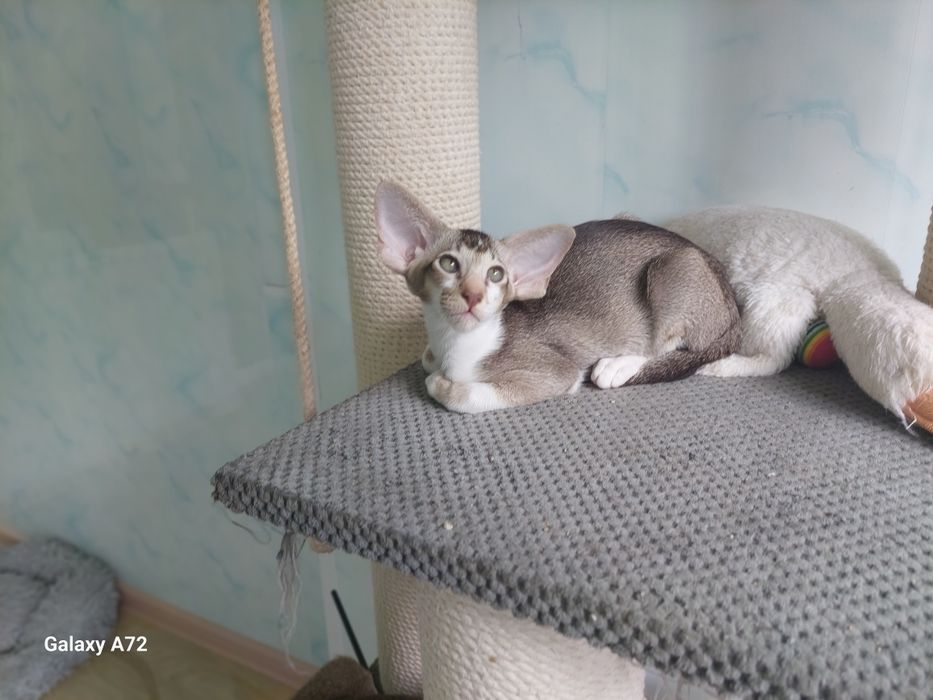 Кошенята оріентал