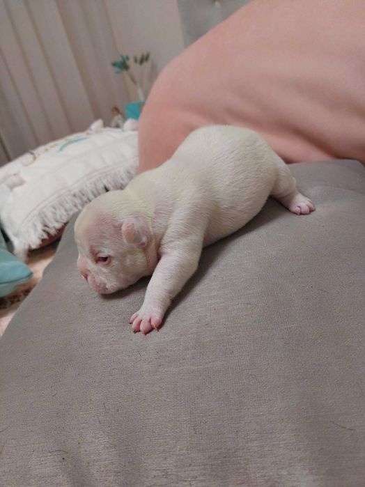 Цуценята французького бульдога