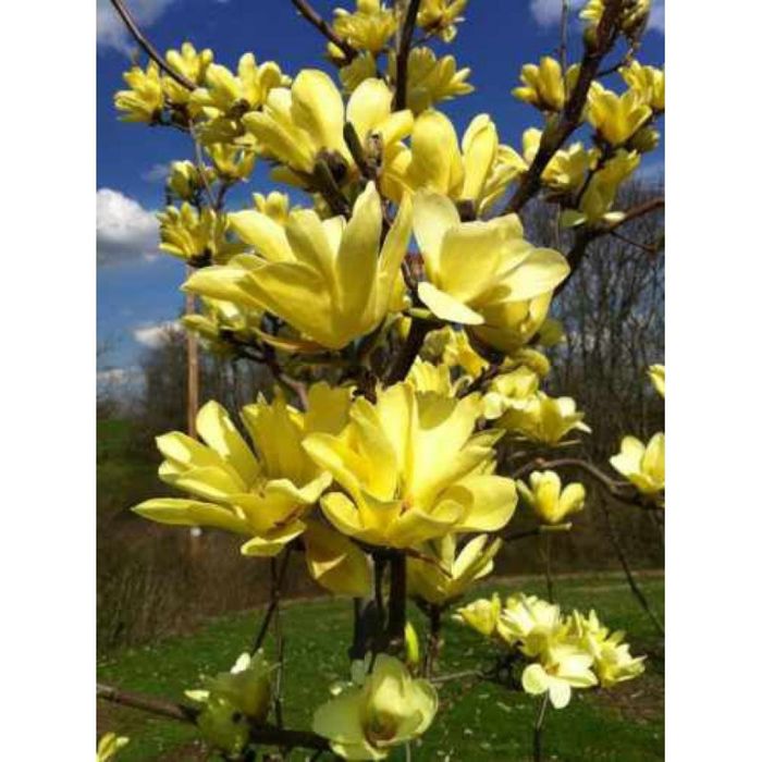 Велика МАГНОЛІЯ Джені Суланжа Сенсація Фелікс Альба Нігра Рододендрон