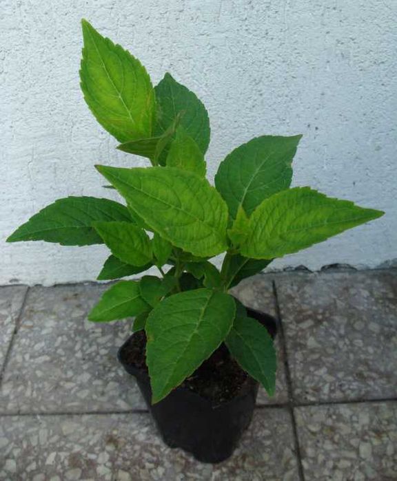 HORTENSJA MARIESII PERFECTA - sadzonki w doniczkach