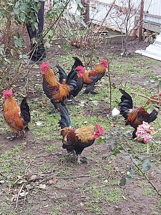 Петушки бентамки