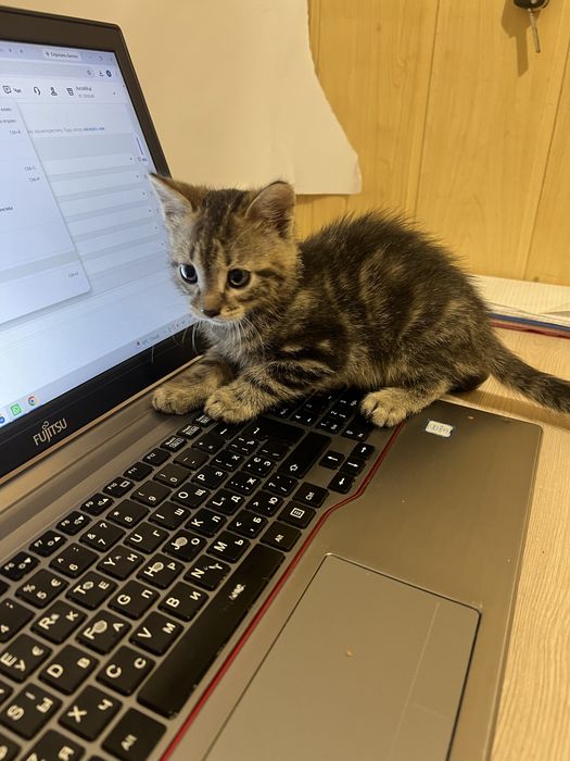 Котинята відам в добрі руки милих котиків луцьк кішечка кошення