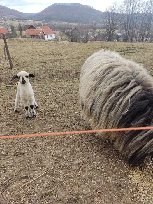 Продам вівці вісім штук.
