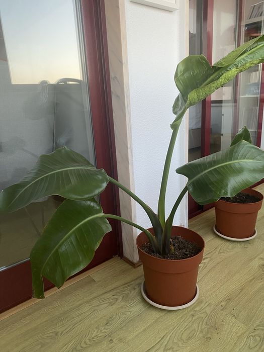 Planta Strelitzia Nicolai