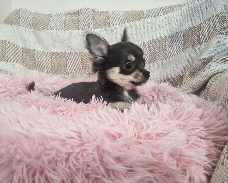 Chihuahua piesek długowłosy niebieski szczenię