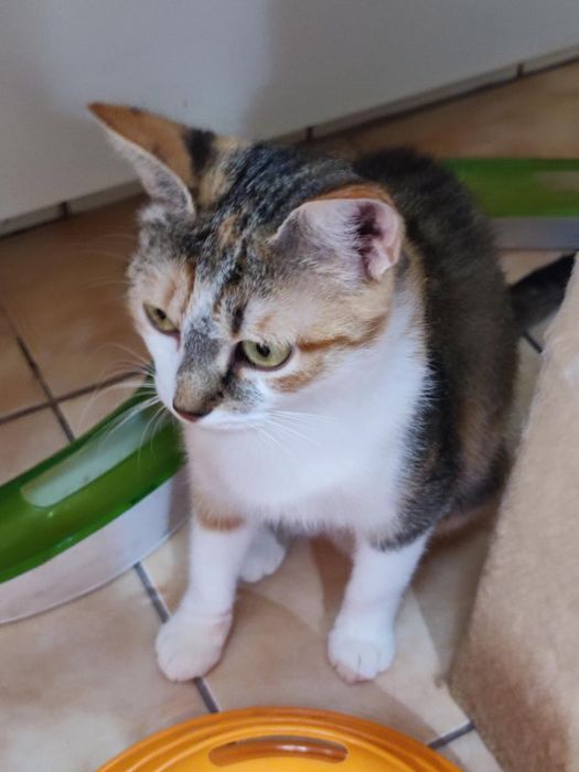 Пристраивает в добрые руки