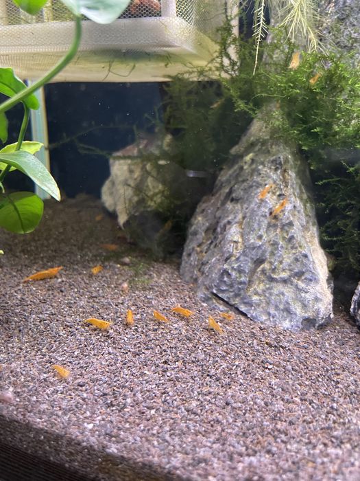 Krewetka orange sakura i yellow neocaridina