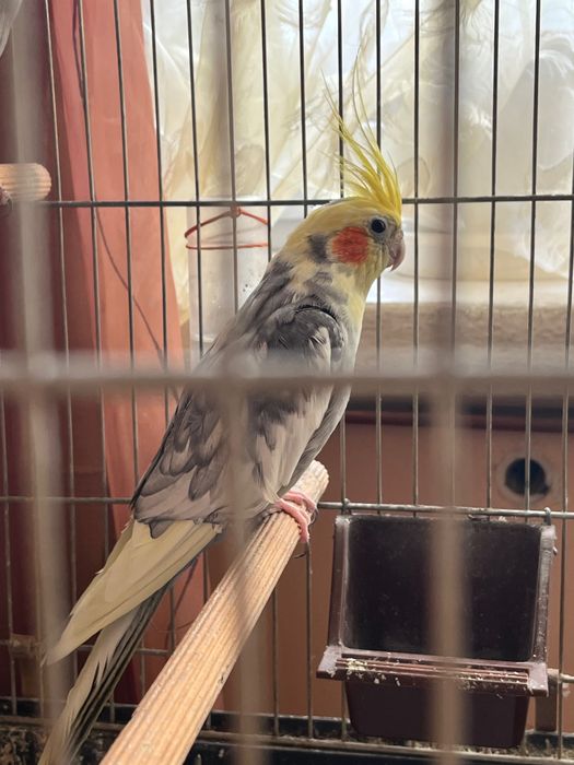 Papugi Nimfy para z klatką