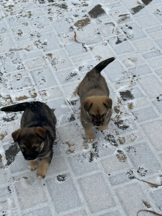 Віддам безплатно