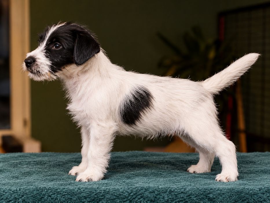 Jack Russell Terrier ZKwP piesek biało-czarny