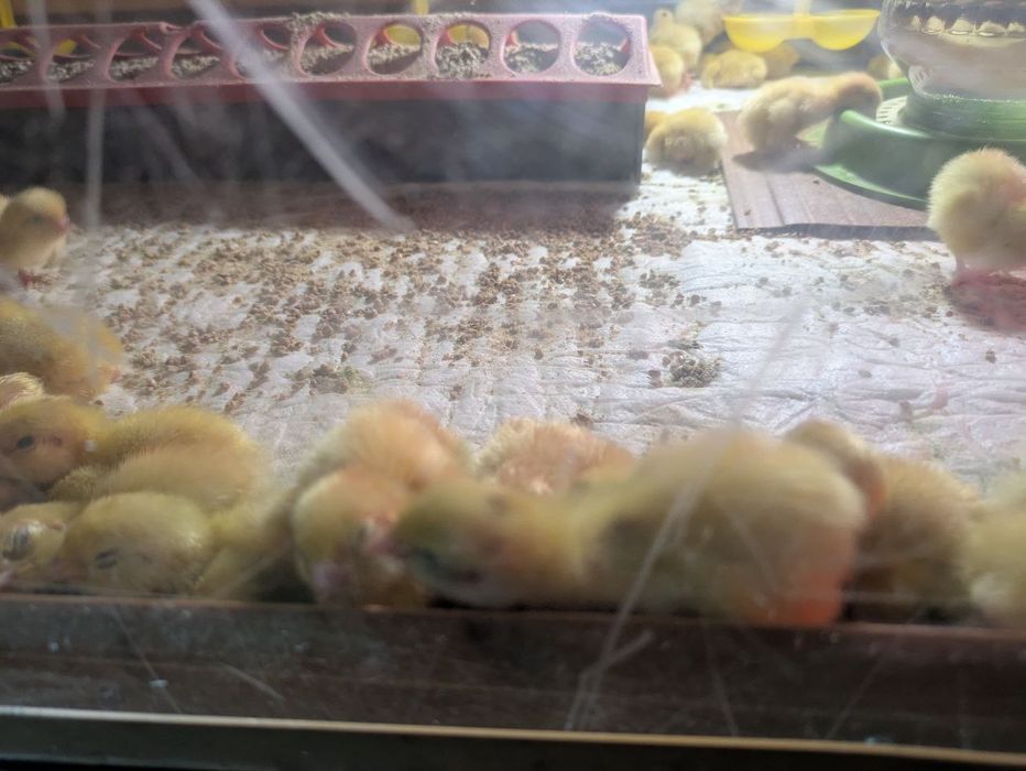 Курчата перепелiв