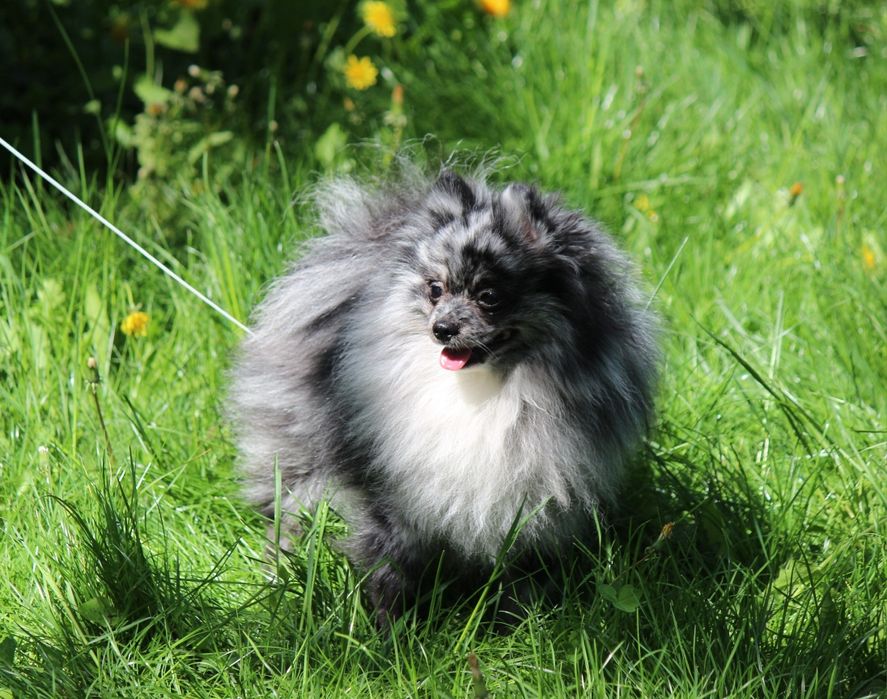 Шпиц редкого окраса. Вязка шпица