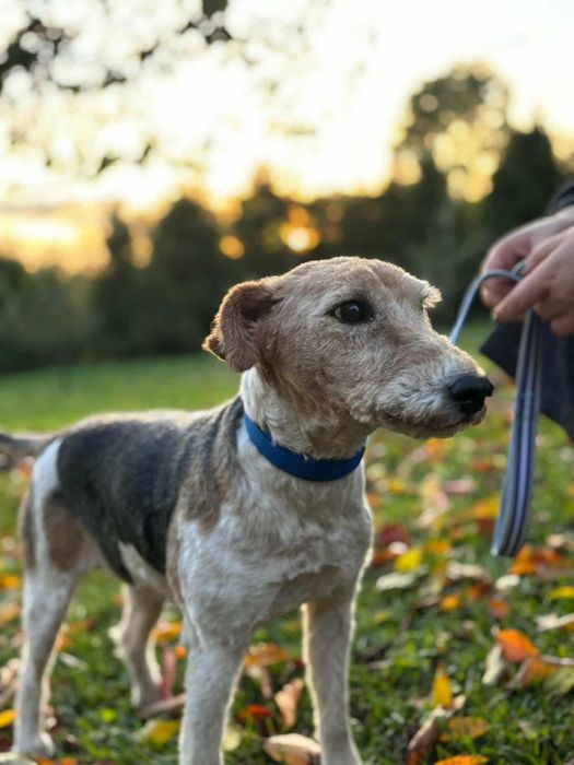 Babcia Tosia szuka domu