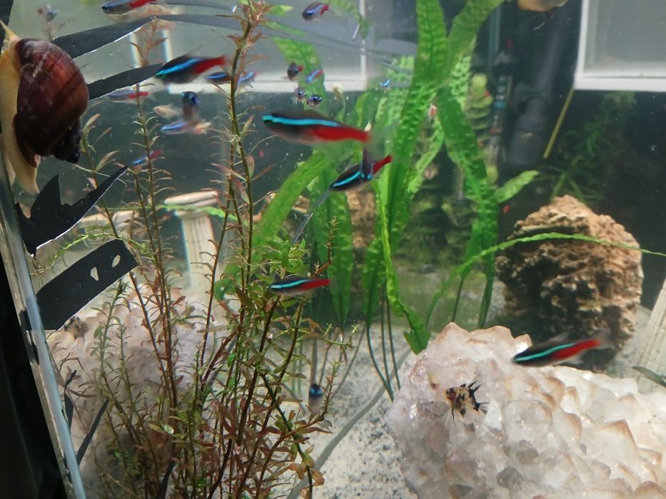 Ryby rybki akwariowe , danio, skalary, ramirezy,  tetry , kiryski
