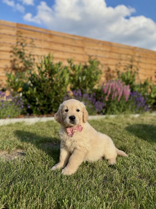 Suczka Szczeniak Golden Retriever FCI/ZKwP