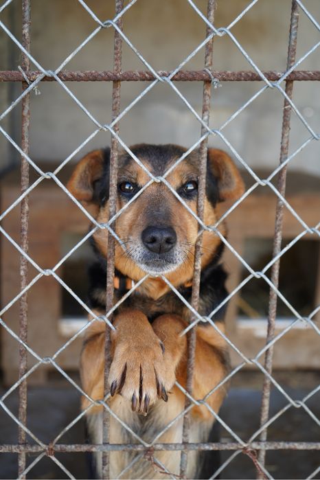 Sunia czeka w schronisku