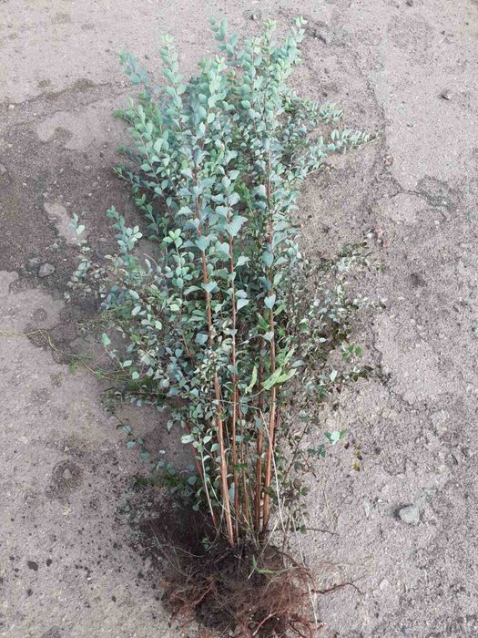 Кустарник куст спірея вангута, спирея,невеста