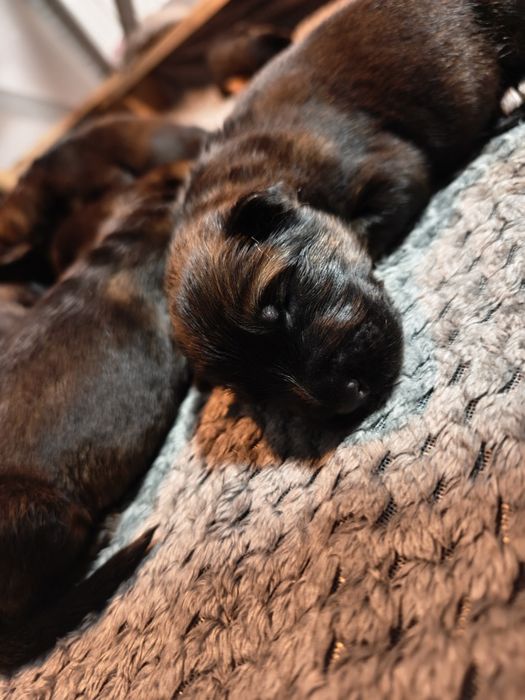 Owczarek Niemiecki Długowłosy FCI ZKwP wilczasta suka