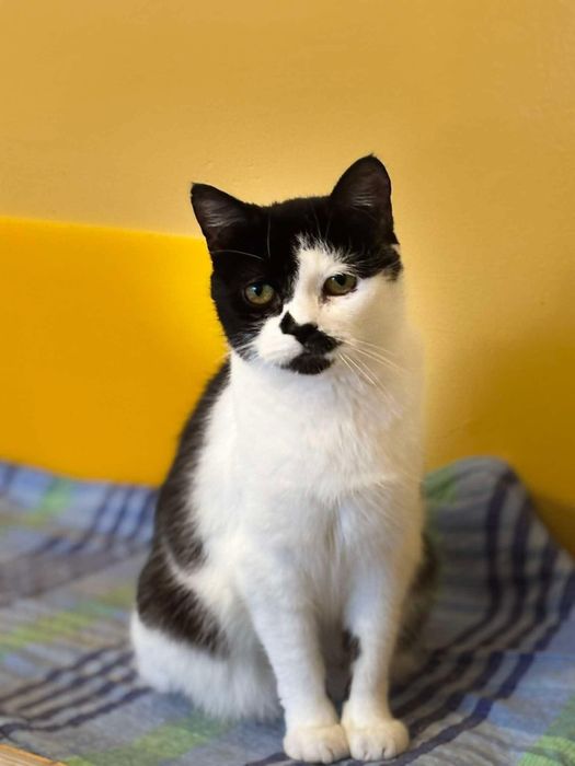Adolfina - kotka do adopcji!