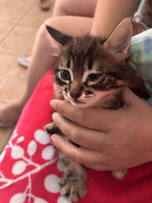 Gatinhos para dar