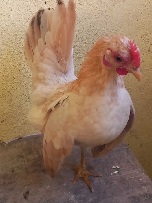 Galinhas serama fêmeas