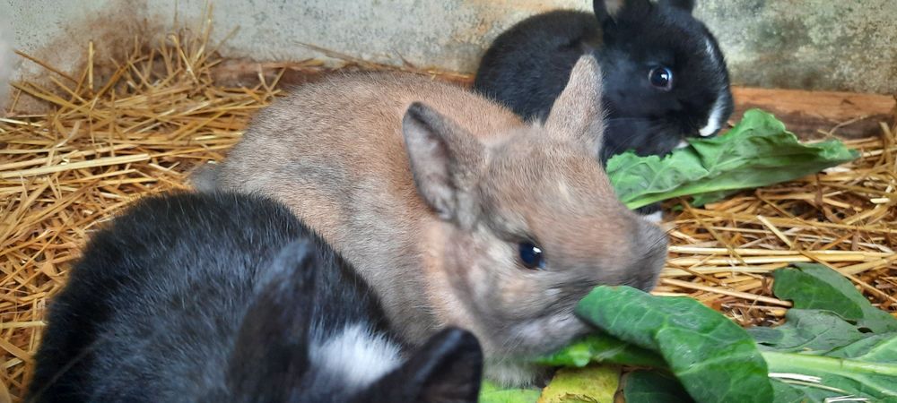 Coelhinhos Netherland Dwarf/anao holandês