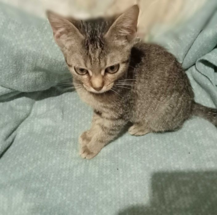 Віддам кошенят від вислоухої кішки