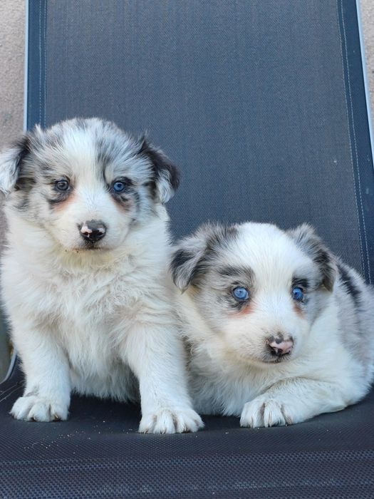 Border Collie piesek blue merle