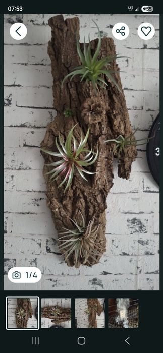 Oplątwa na korze