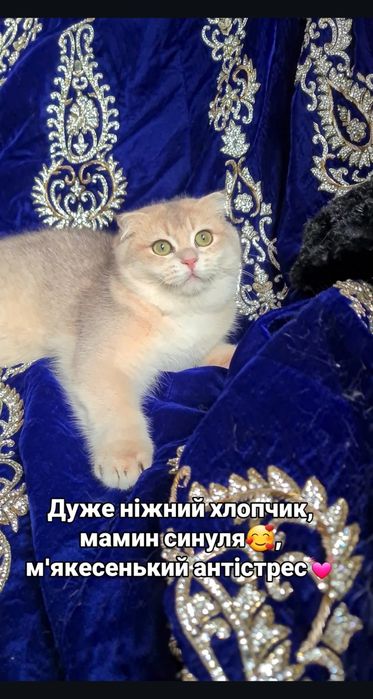 Ручные и ласковые котята, золотая шиншилла, золотые тикированые
