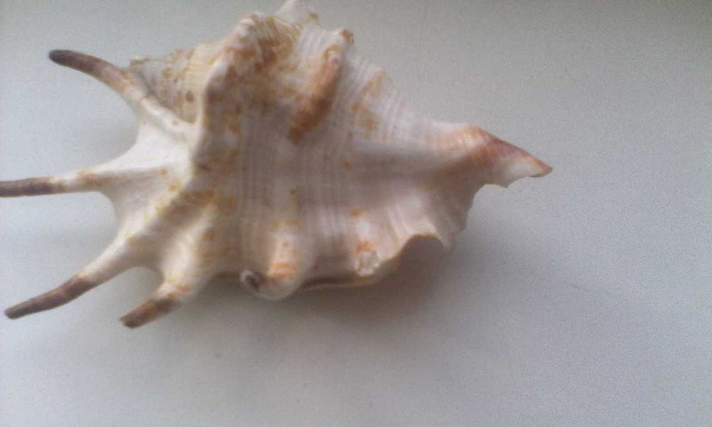 Ракушка. Морская