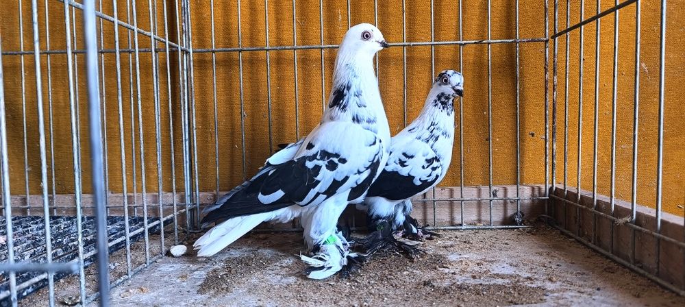 Gołębie z lotu Berliny na białym ogonie kosmate. Widyny