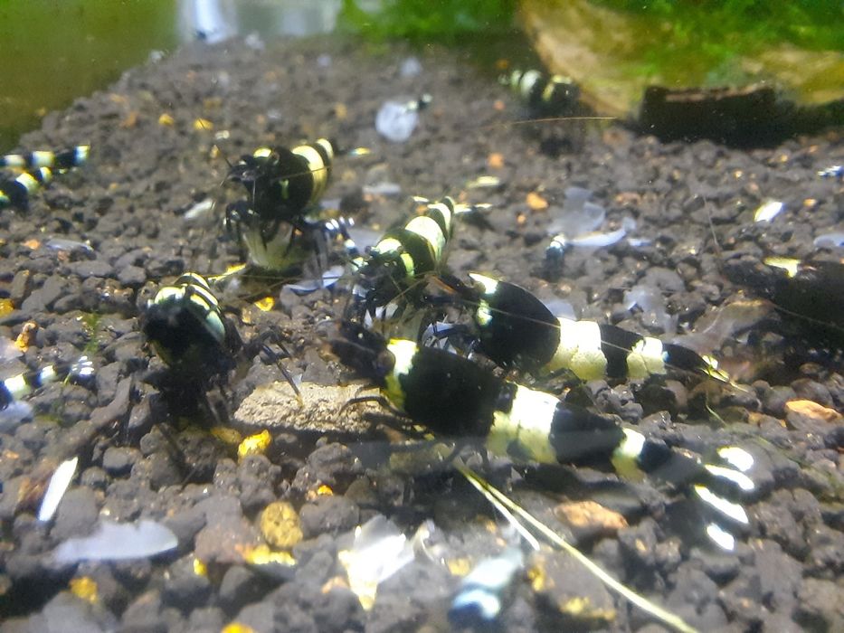 krewetki akwariowe Cardina taiwan  panda black