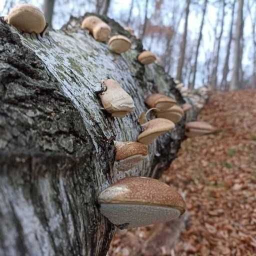 Białoporek brzozowy 100g z Bieszczad