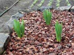 декоративна кора, щепа, мульча купити, плодородний грунт