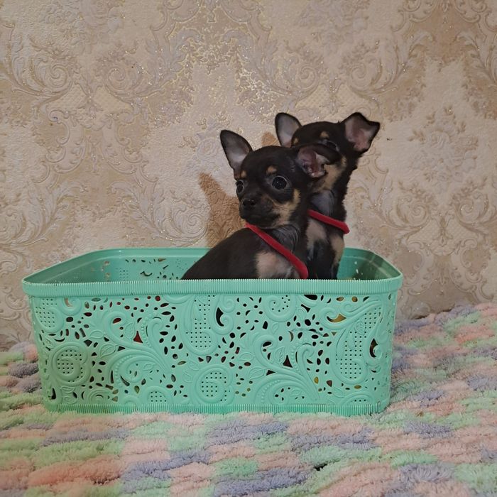 Мини девчонки чихуахуа