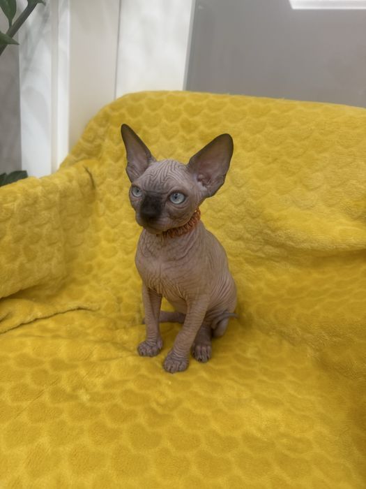Gatinho sphynx canadiano