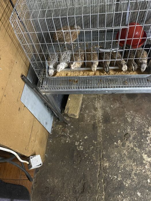 Codornizes de boa qualidade