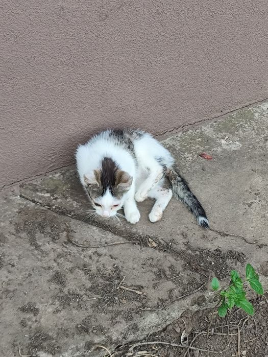 Kotki do adopcji