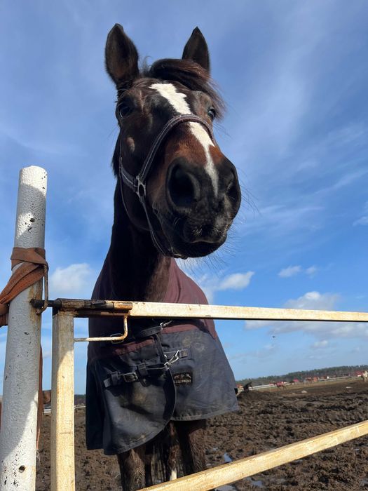 Wałach ujeżdzeniowy 170cm - dzierżawa, Banino