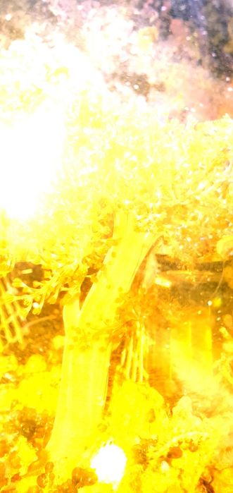 Capnella koralowiec do akwarium morskiego