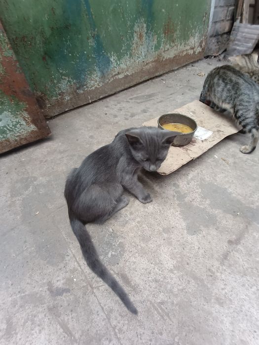 Кошеня є і хлопці і дівчата дуже гарні та ручні домашні тварини