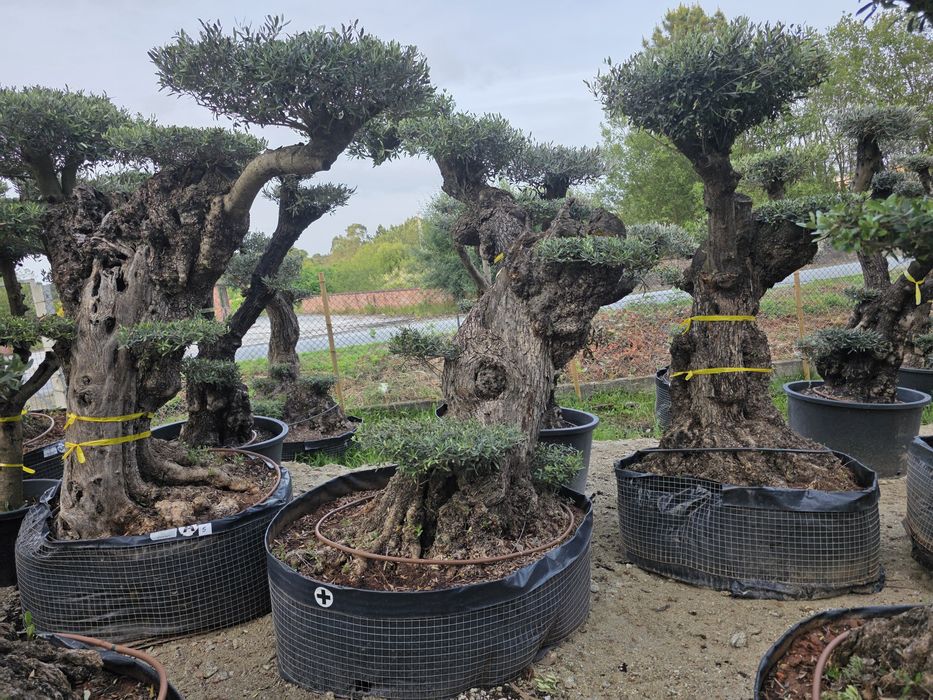 Oliveiras bonsai xl