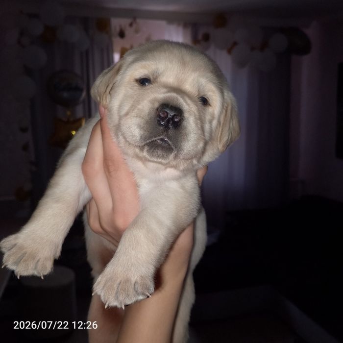 Цуценята лабрадор чистокровні,палеві бронь
