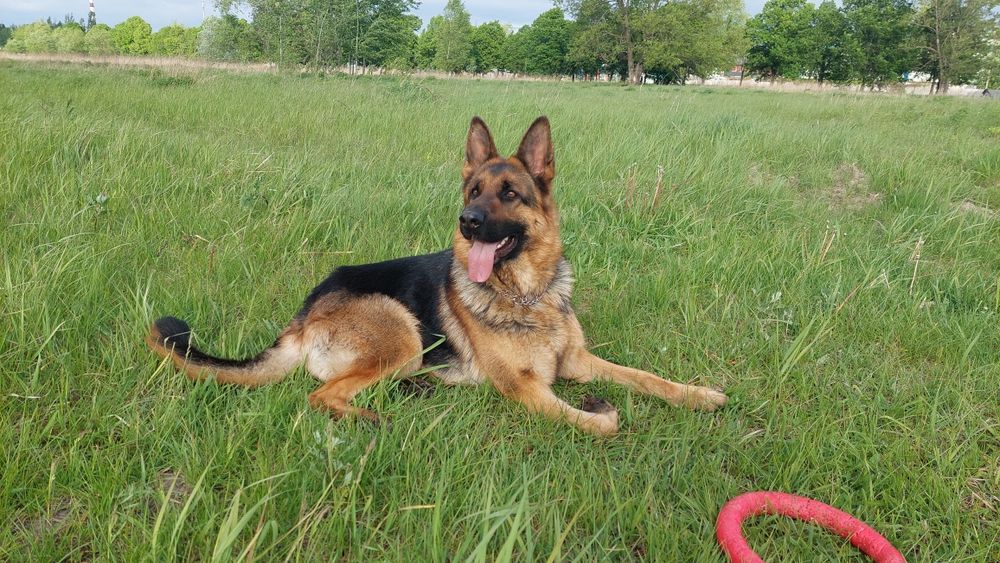 Пропала Німецька вівчарка