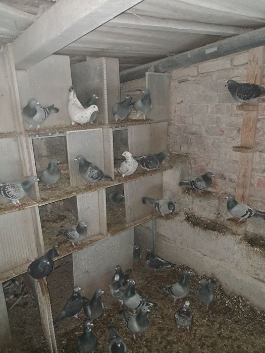 Sprzedam gołębie pocztowe