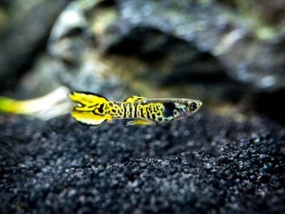 Gupiki endlera cobra blue japan