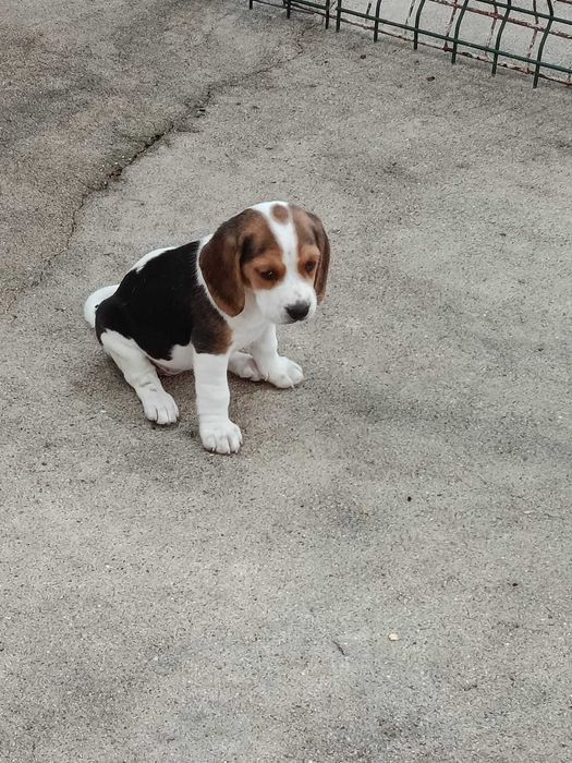 Espetacular Fêmea beagle