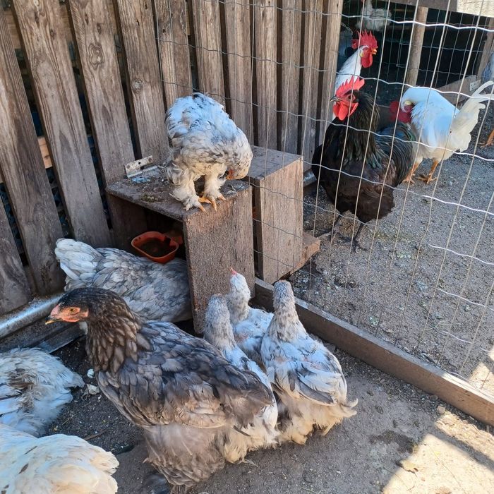Galitos Brahama mais de 3 meses