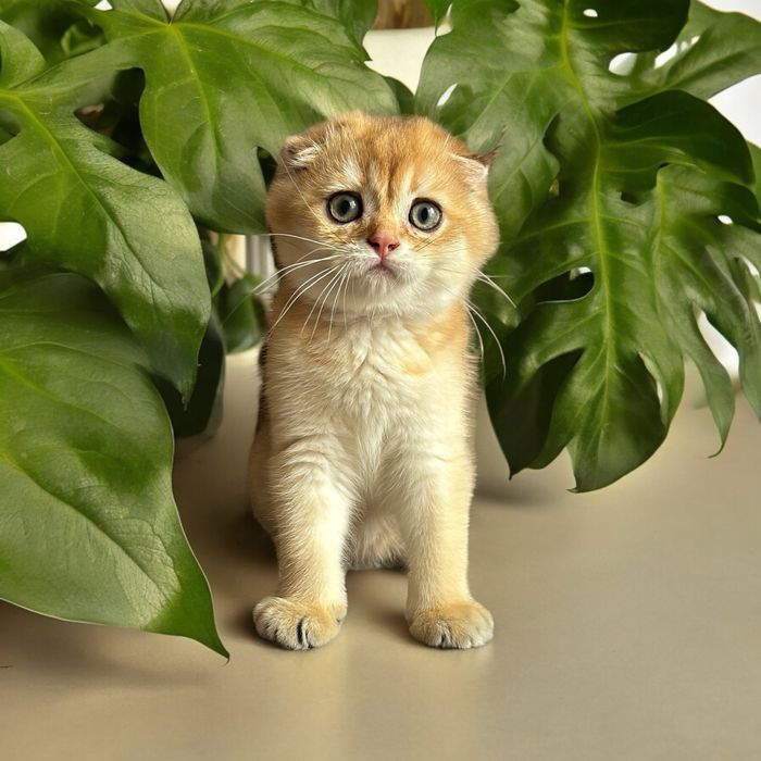 Хлопчики висловушки дуже милі кошенята!